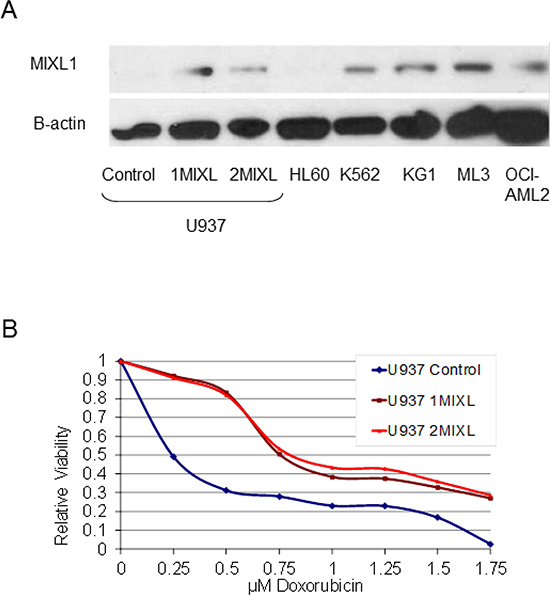 MIXL1 expression confers decreased sensitivity to doxorubicin in AML cells.