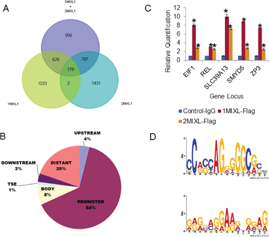 Identification of direct MIXL1 transcriptional targets by ChIP-Sequencing.