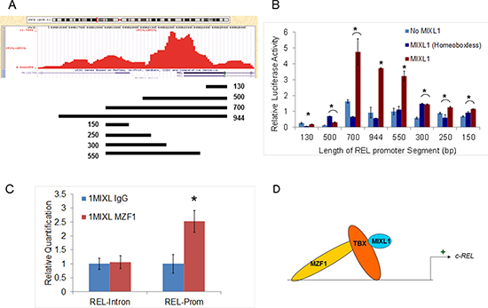 MIXL1 binds to the c-REL promoter.