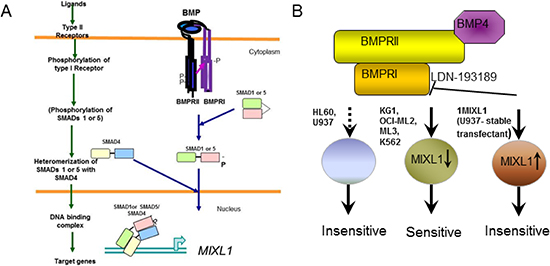 BMP4 induced MIXL1 an important survival axis and therapeutic target in AML.