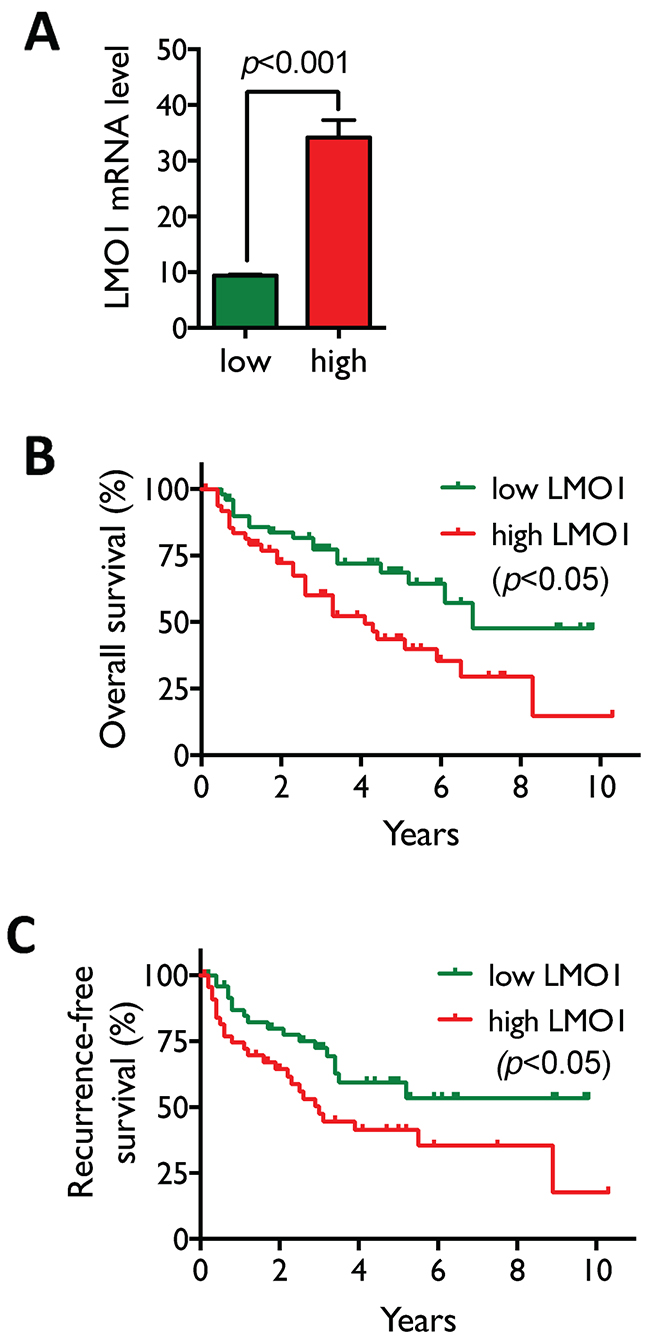 High LMO1 levels correlate with poor survival of lung cancer patients.