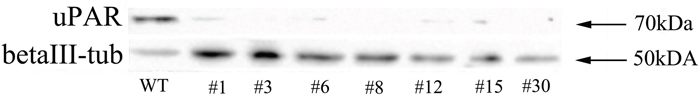 Analysis of uPAR expression in selected Neuro 2A clones by Western blot followed by detection with anti-uPAR antibodies.