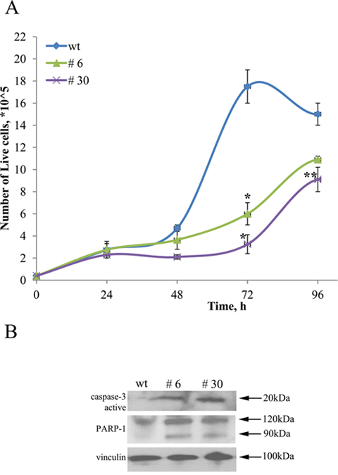 uPAR knockout restrains proliferation of Neuro 2A cells.