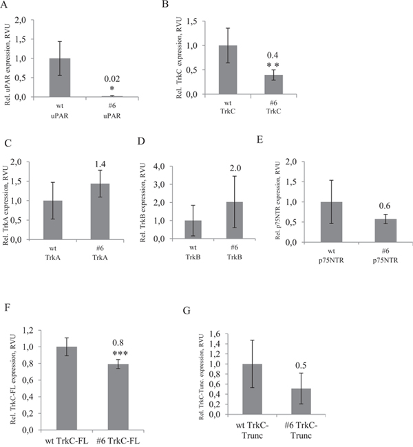 RT-PCR analysis of Trks mRNA expression shows significunt reduction of full length TrkC mRNA in uPAR-deficient cells.