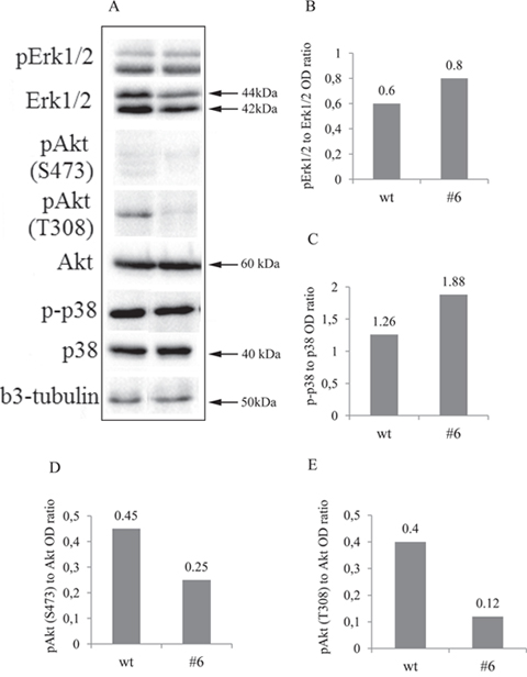 Western blot and densitometry analysis of Erk1/2, Akt, p38MAPK and their phosphorylated forms showed decreased activation of Akt and increased of p38MAPK.