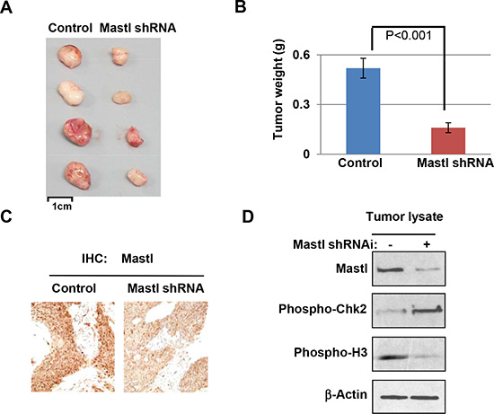 Targeting Mastl in vivo.