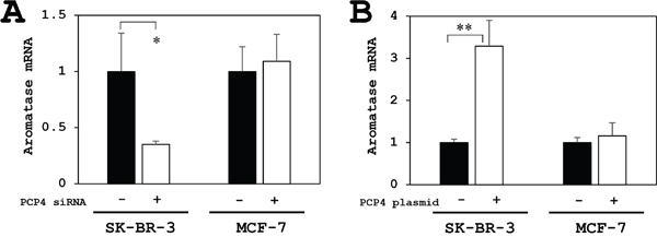 PCP4/PEP19 knockdown and overexpression effects on aromatase mRNA expression in MCF-7 and SK-BR-3 cells.