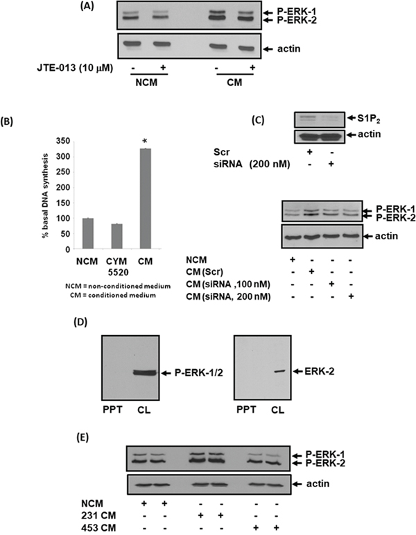 Effect of CM from MDA-MB-231 cells on ERK-1/2 activation and DNA synthesis in MEFs.