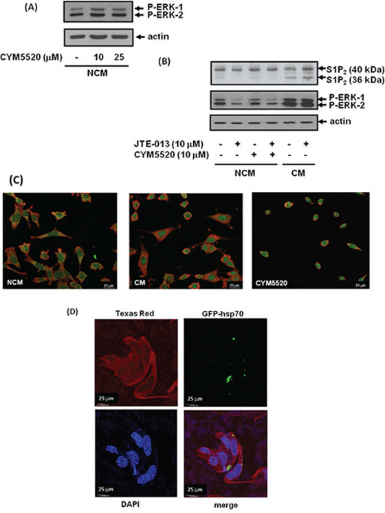 Uptake of exosomal S1P2 from breast cancer cells and processing by MEFs.