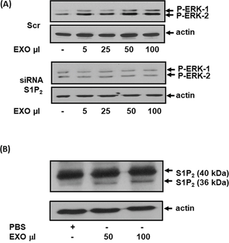 The effect of exosomal S1P2 on ERK-1/2 signaling and S1P2 processing in MEFs.