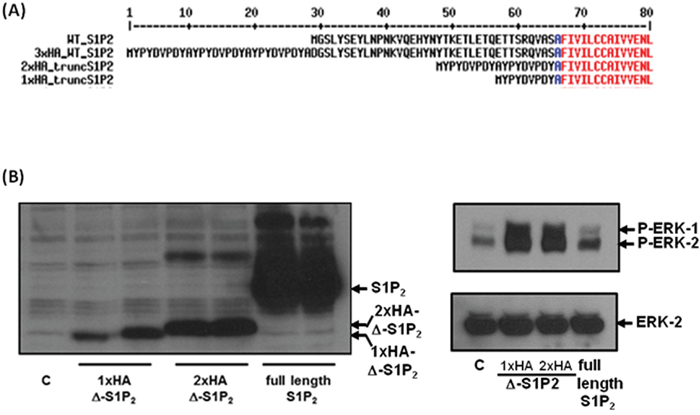 Overexpression of truncated S1P2 in HEK293 cells.