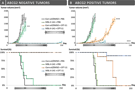 Effects of CPT-11 treatment in combination with MBL-II-141 on tumor growth and mice survival.