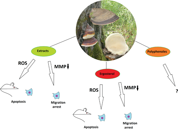 The anticancer properties of Fomitopsis pinicola.