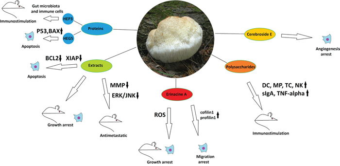 The anticancer properties of Hericium erinaceus.