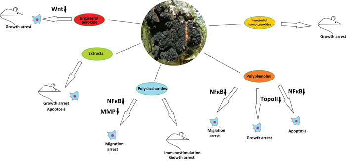 The anticancer properties of Inonotus obliquus.