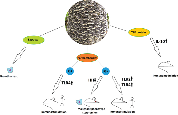 The anticancer properties of Trametes versicolor.