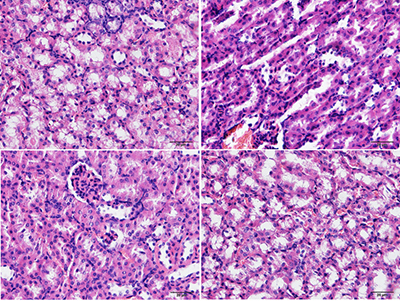 Haematoxilin/eosin staining.