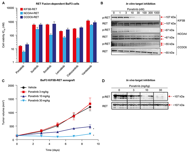 Ponatinib potently inhibits RET fusions in in vitro and in vivo Ba/F3 models.