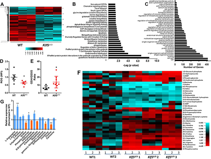 Decreased GST expression, reduced ROS, increased GSH/GSSG ratio and dysregulated metabolome in Klf5&#x0394;/&#x0394; leukemic B-cell precursors.