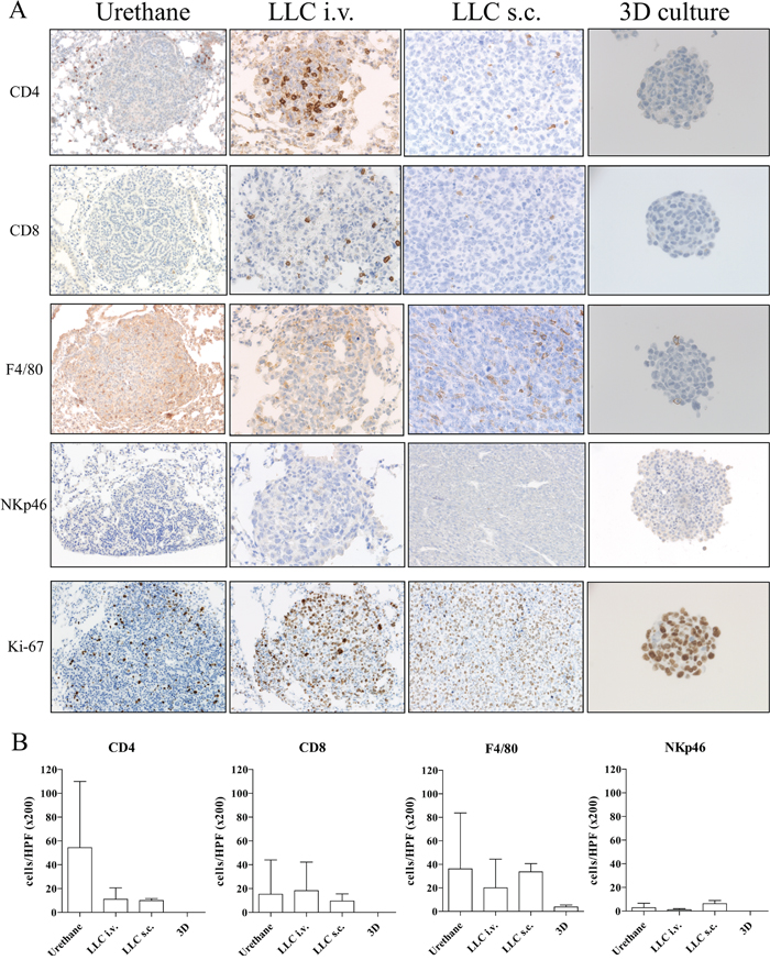 Immunohistological analysis of animal lung cancer models (x200 magnification for Urethane, LLC i.v. and LLC s.c. models and at x400 magnification for 3D primary cell culture model).