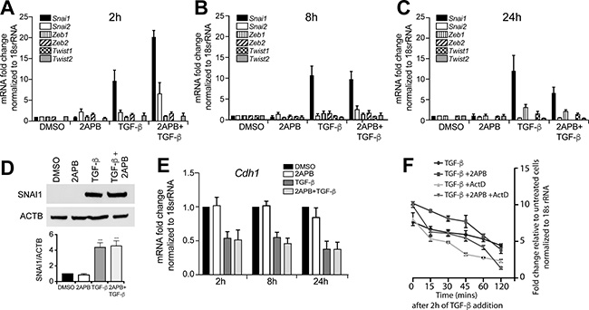 2APB amplifies the TGF-&#x03B2; dependent up-regulation of Snai1 transcription.