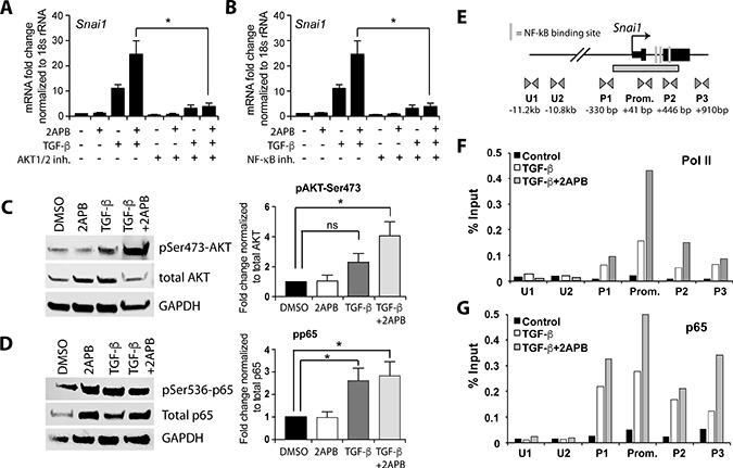 2APB increases TGF-&#x03B2; dependent activation of the AKT pathway and recruitment of NF-&#x03BA;B and Pol II to the Snai1 promoter.