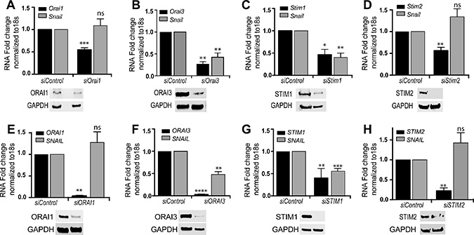 Orai3 and Stim1 silencing blocks TGF-&#x03B2; induced SNAI1 transcription.