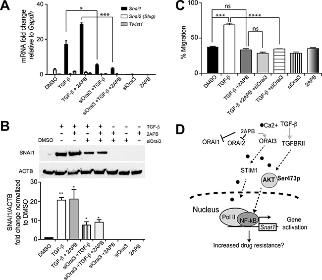 Orai3 silencing inhibits both cell migration and Snai1 transcription in response to TGF-&#x03B2;.