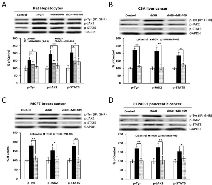 The effect of GHRH(1-29)NH