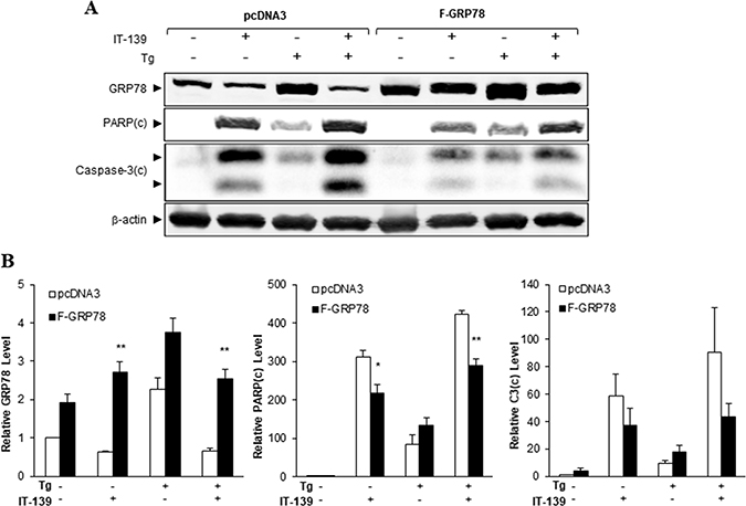 GRP78 over-expression alleviates IT-139-induced apoptotic activities.