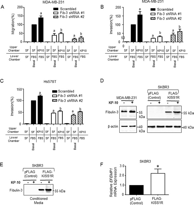 Fibulin-3 knock-down inhibits kisspeptin induced TNBC cell migration and invasion.