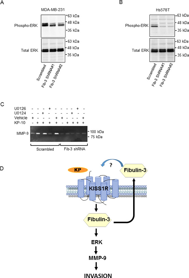 Downregulation of fibulin-3 in TNBC cells reduces ERK1/2 phosphorylation.