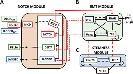 The Notch-EMT-STEM decision-making circuit.