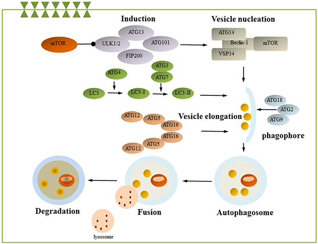 Autophagy.