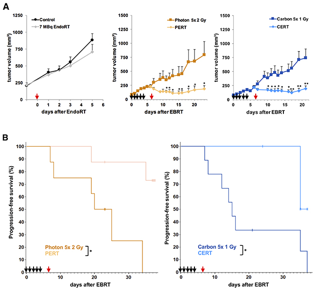 Combined treatment with EBRT and 131I-Cetuximab improves A431 tumor growth inhibition and progression-free survival.