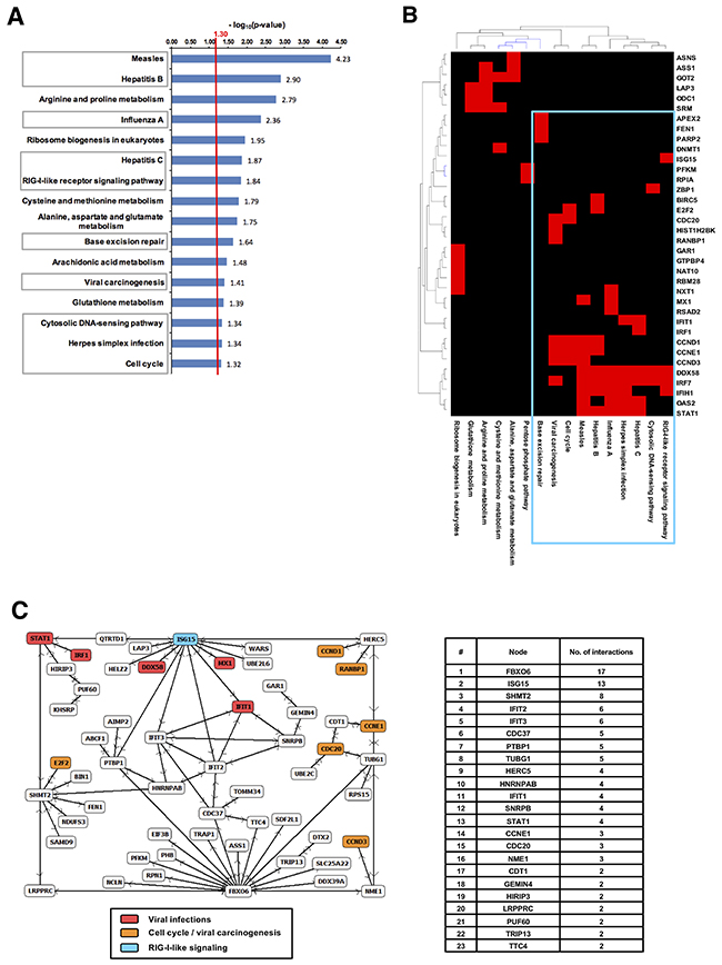 Combined Cetuximab endoradiotherapy and EBRT induced a potent immune response.