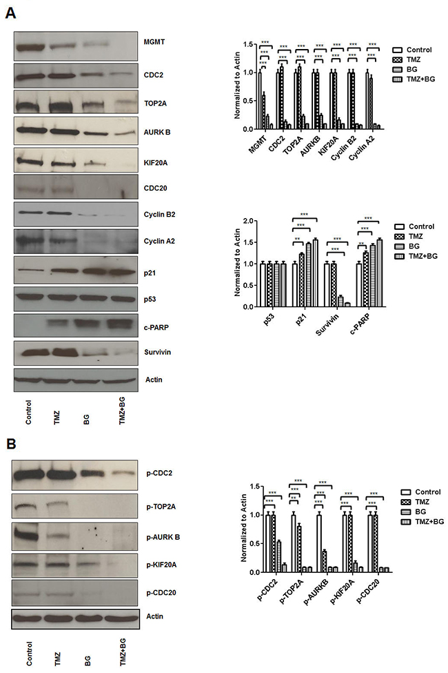 BG induced MGMT inhibition leads to inhibition of CDC2, TOP2A, AURKB, KIF20A, CDC20 expression.