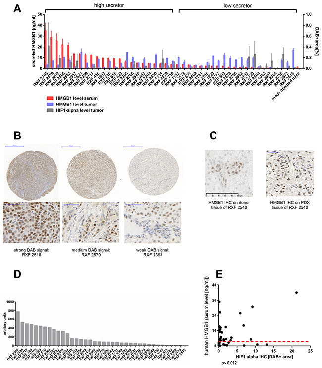 Secreted human HMGB1 levels in tumor-bearing mice do not correlate with the amount of intracellular HMGB1 or VEGF in the respective PDX but with HIF-1 alpha expression in the tumor.