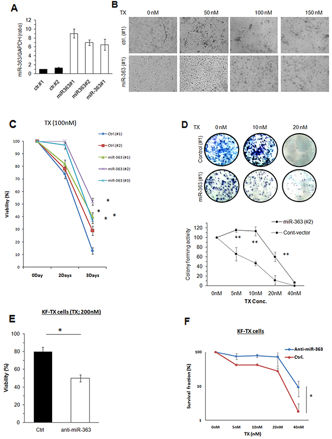 Establishment of miR-363 overexpressing stable clones of KF cells.