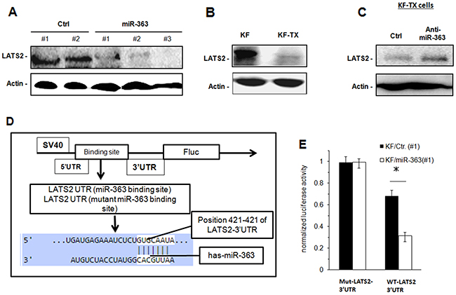 LATS2 is downregulated in KF-TX cells and acts as a target for miR-363.