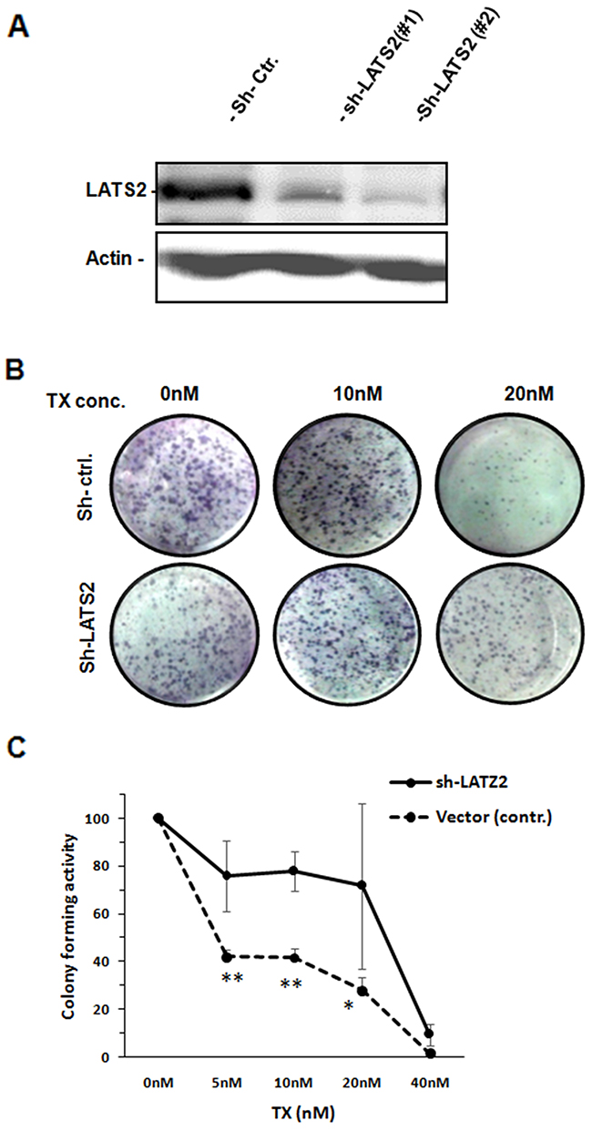 Downregulation of LATS2 induces TX resistance.