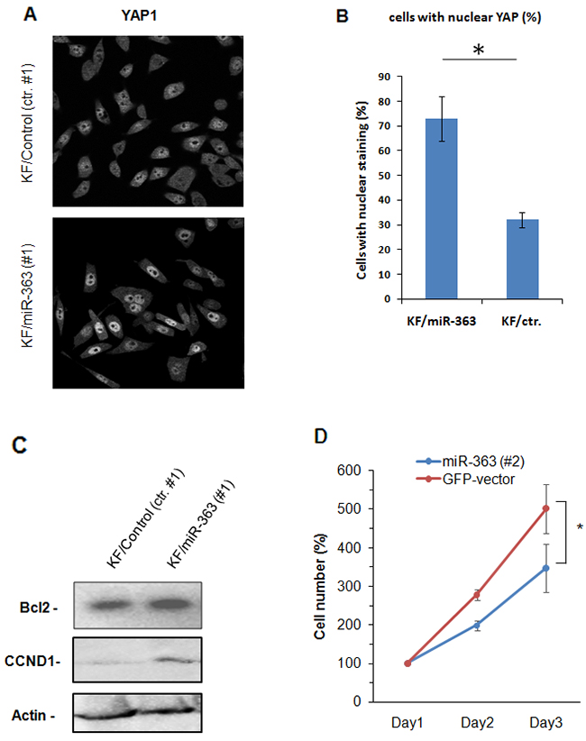 miR-363 induces activation of Hippo pathway.