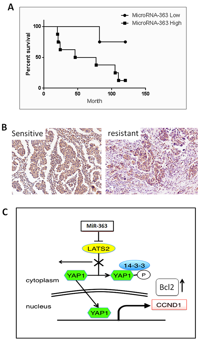 Relationship between patient prognosis and miR-expression.