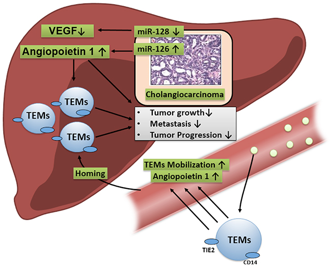 MiR-126 signalling is hypothesised to upregulate the Ang-1-dependent direct beneficial effects on tumour growth and indirect effects by fostering the homing TEMs in tumours, which in turn has a negative impact on CCA progression.