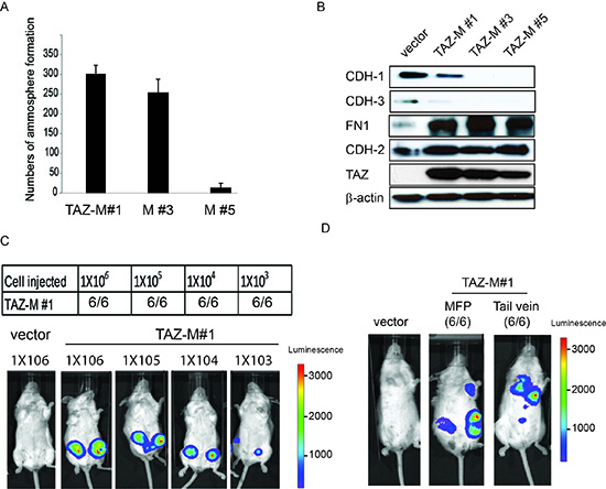 Tumor-derived cells acquired efficient tumor initiation and metastatic capacity.