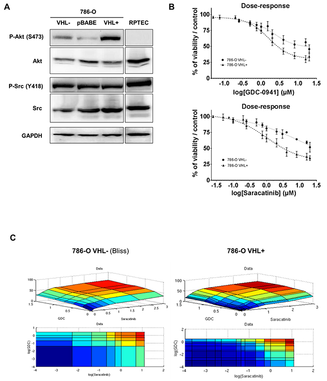 Protein kinases Src and Akt as targets in renal tissues and cell lines.