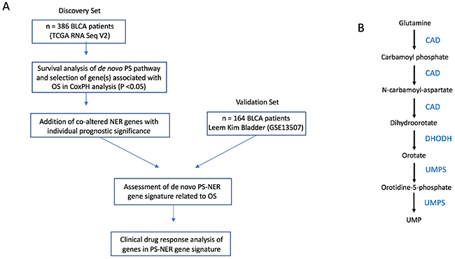 Overall workflow of the study.