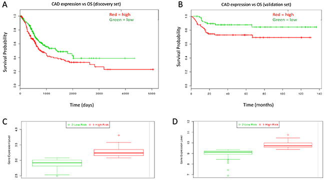 Kaplan-Meir curves for individual prognostic effect of CAD gene expression related to OS in bladder urothelial cancer patients.