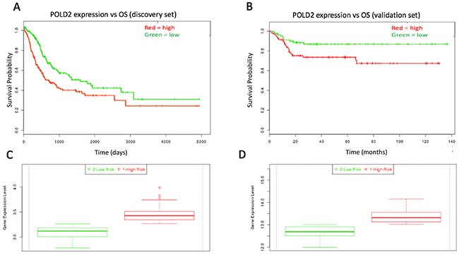 Kaplan-Meir curves for individual prognostic effect of POLD2 gene expression related to OS in bladder urothelial cancer patients.
