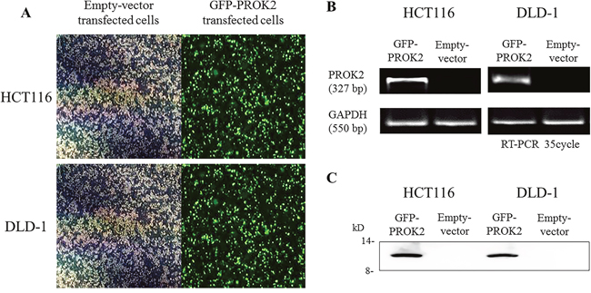 The identification of Prokineticin 2 (PROK2) overexpression in human colorectal cancer (CRC) cell lines (HCT116 and DLD-1).
